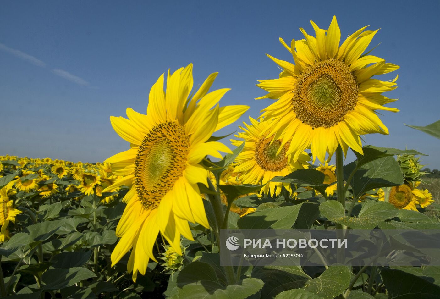 Подсолнечные поля в Белгородской области