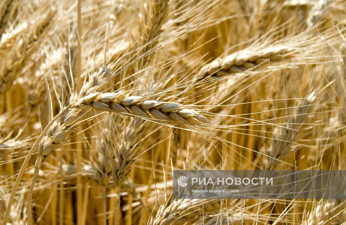 Уборка зерновых в Белгородской области