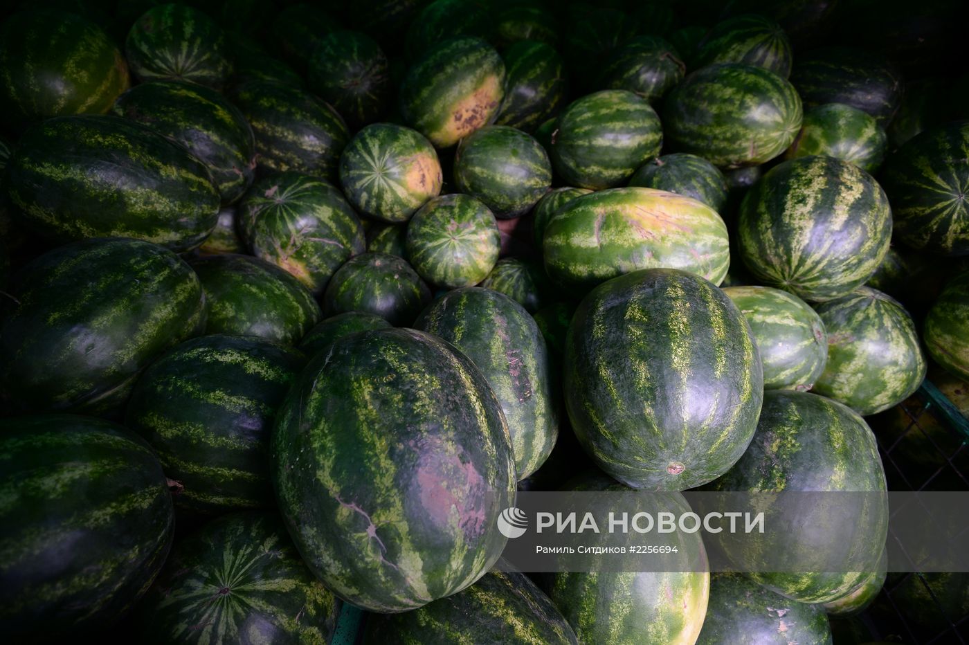 Торговля арбузами и дынями в Москве