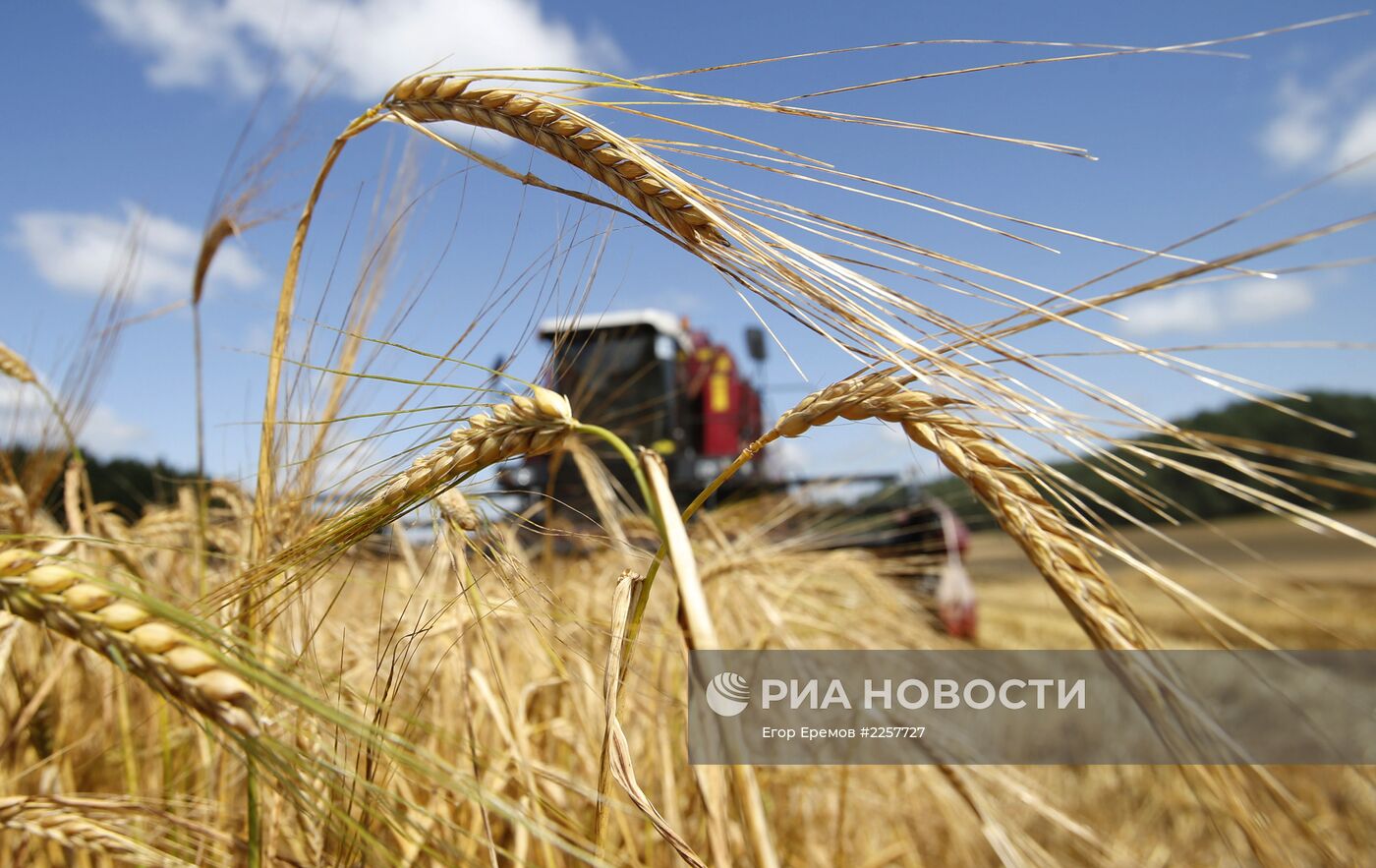 Уборка зерна в Белоруссии