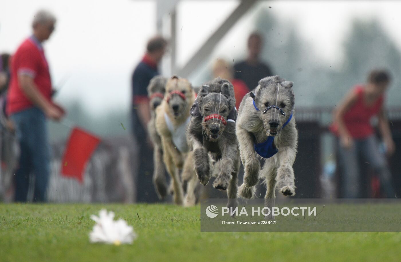 Собачьи бега в Екатеринбурге