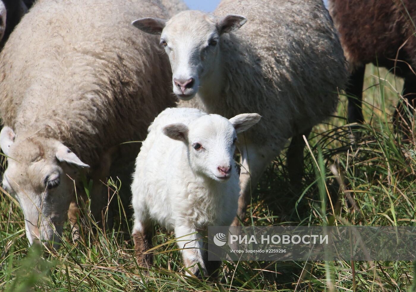 Выращивание овец в Калининградской области