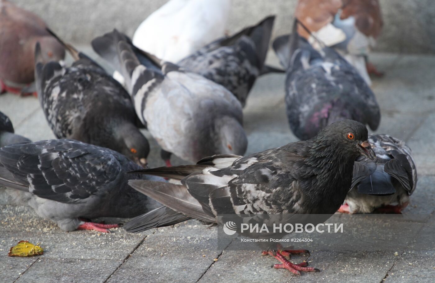 В Москве обеспокоены гибелью голубей