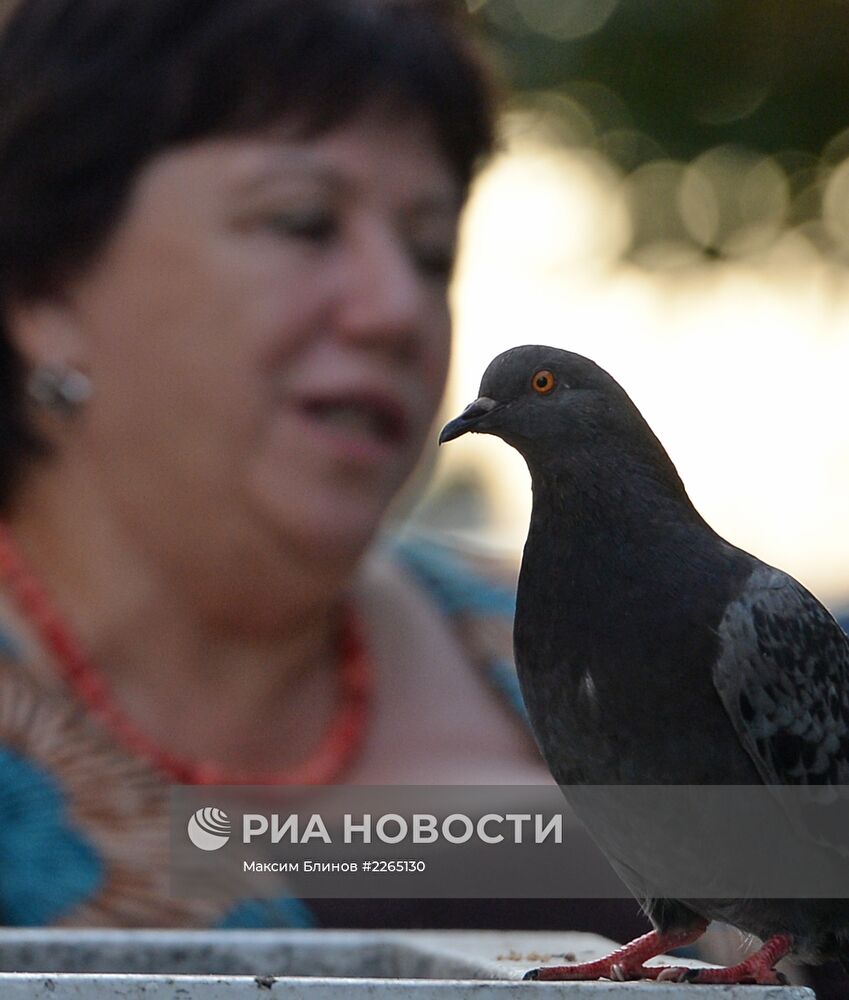 В Москве обеспокоены гибелью голубей