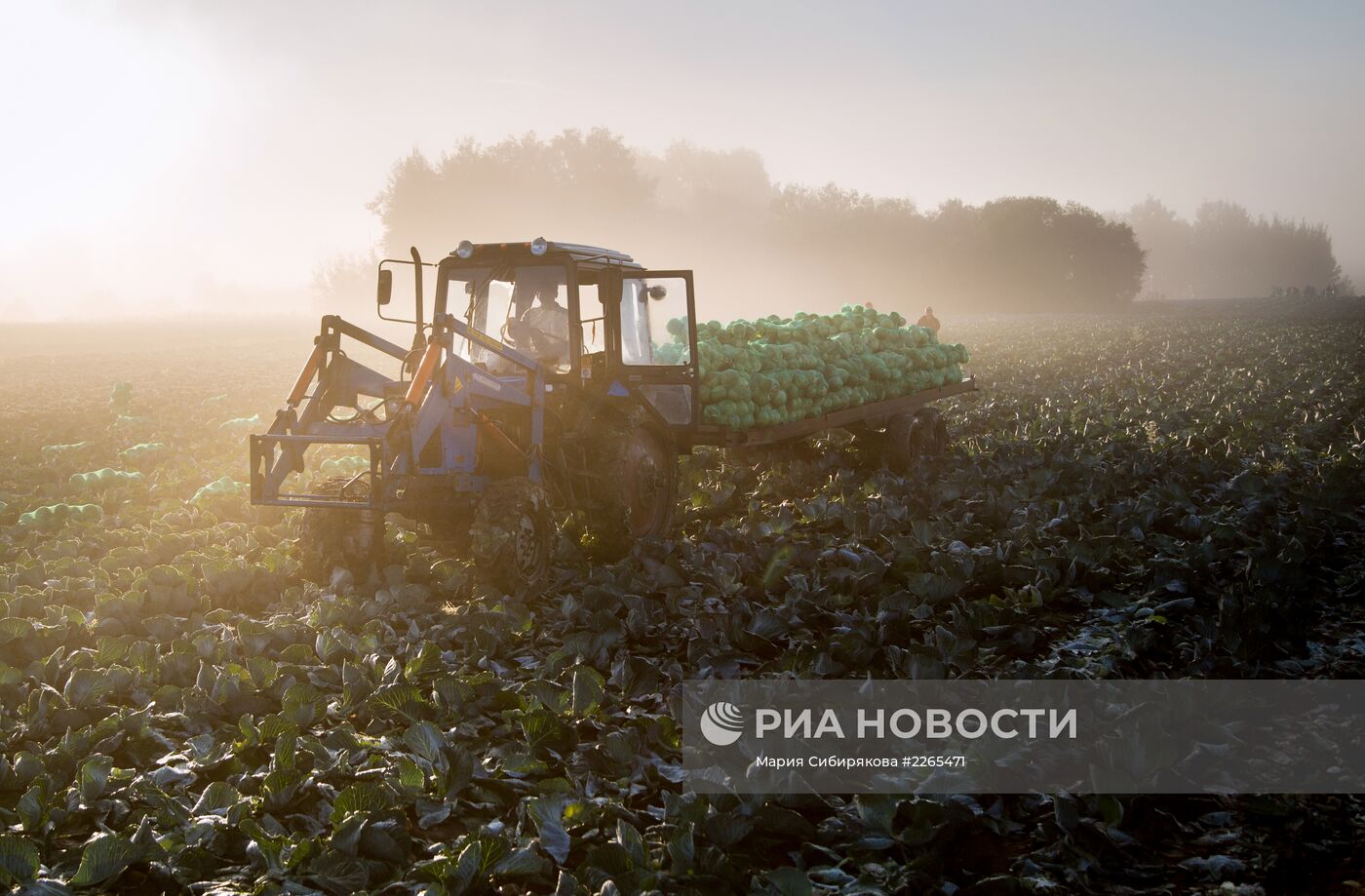 Уборка капусты в Ивановской области