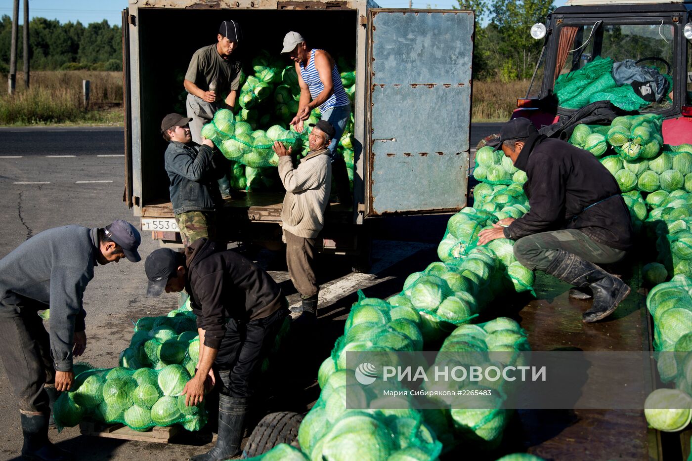 Уборка капусты в Ивановской области