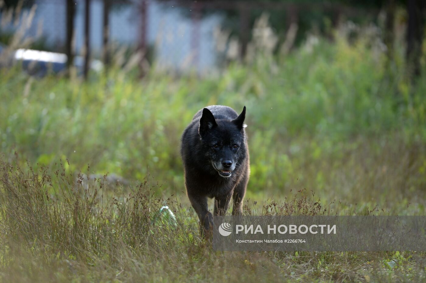 Бездомные собаки на улицах Великого Новгорода