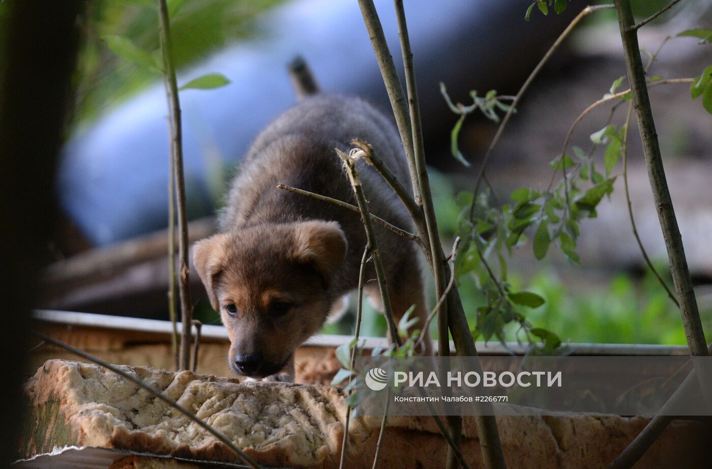 Бездомные собаки на улицах Великого Новгорода