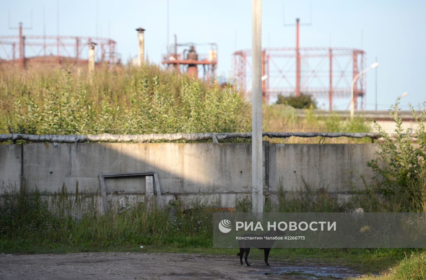 Бездомные собаки на улицах Великого Новгорода