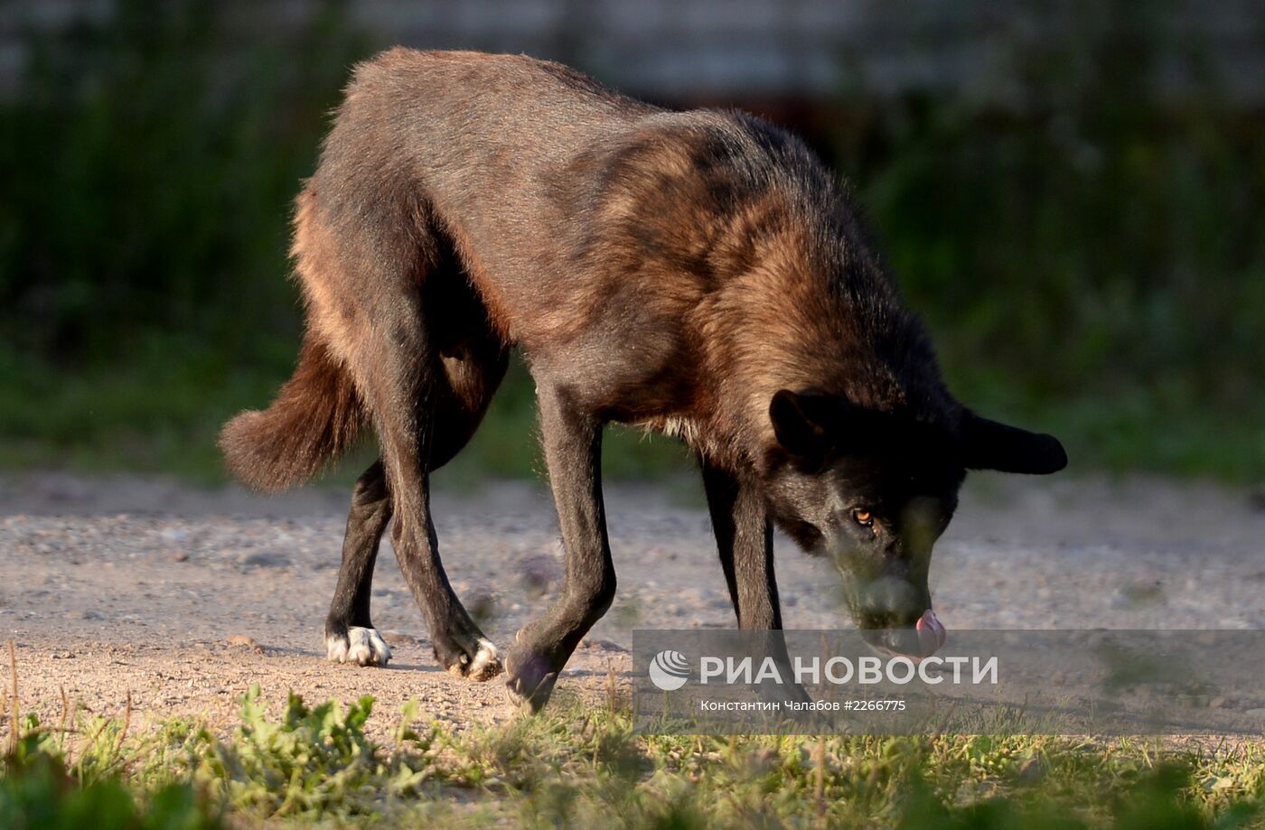 Бездомные собаки на улицах Великого Новгорода