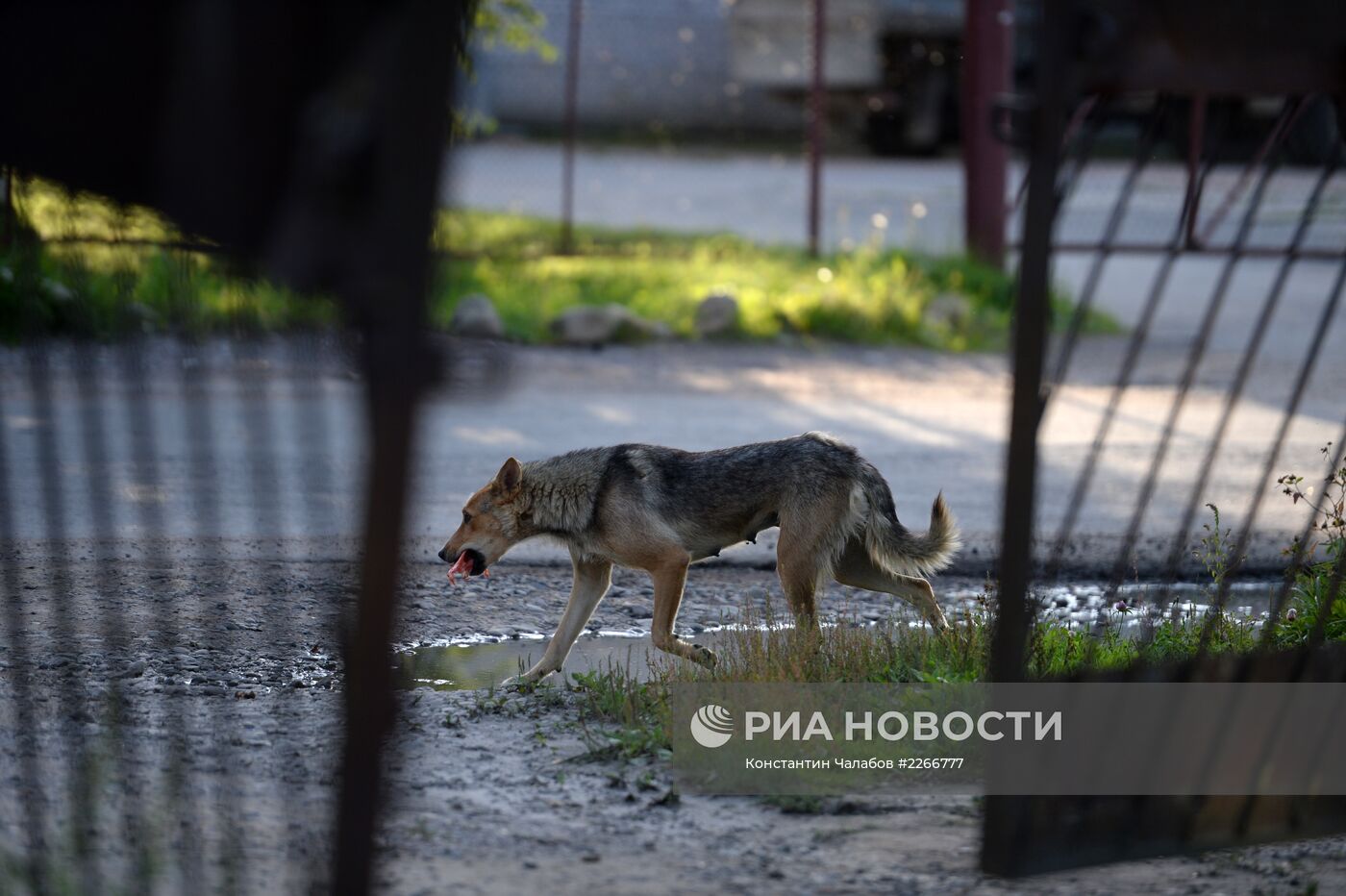 Бездомные собаки на улицах Великого Новгорода