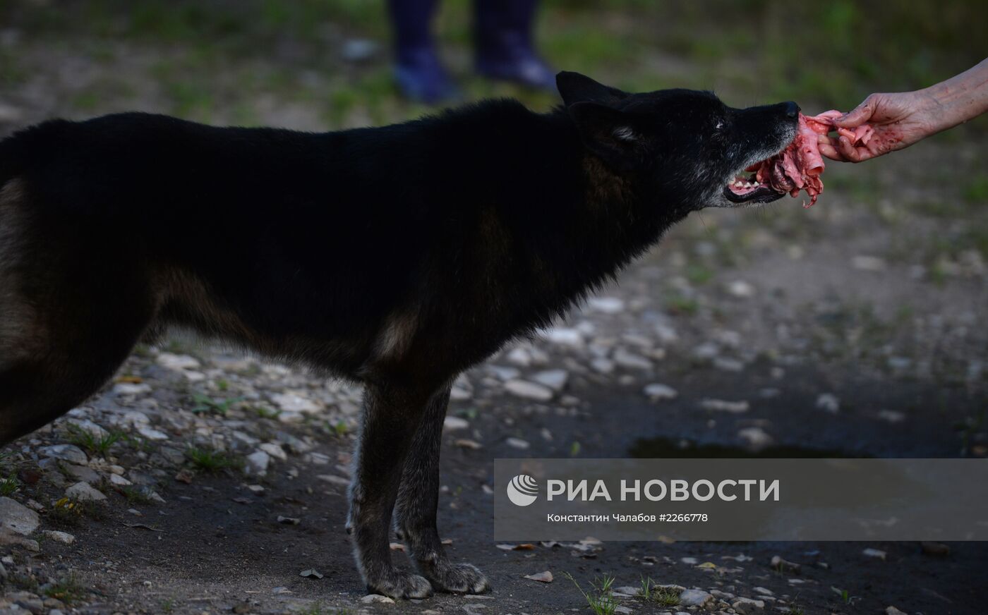 Бездомные собаки на улицах Великого Новгорода