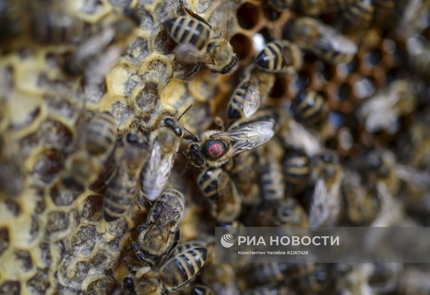 Пасека в Новгородской области