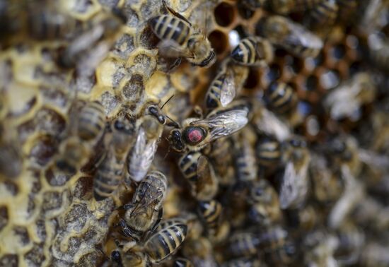 Пасека в Новгородской области