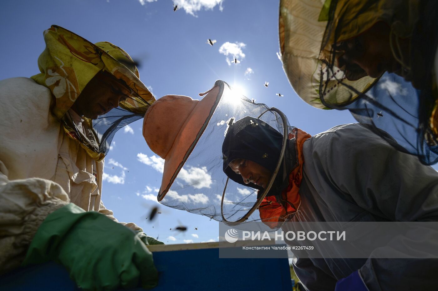 Пасека в Новгородской области