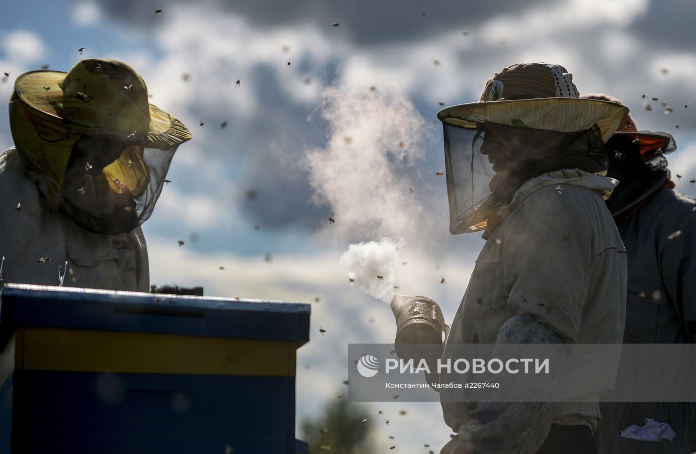 Пасека в Новгородской области