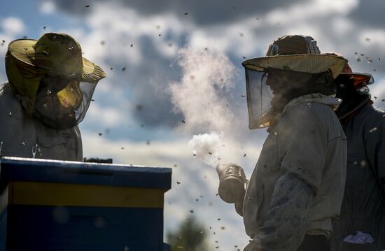 Пасека в Новгородской области