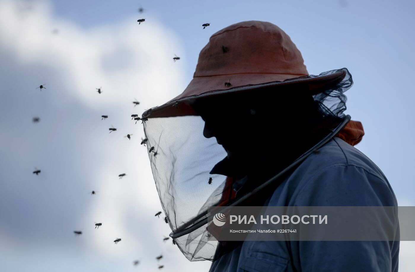Пасека в Новгородской области