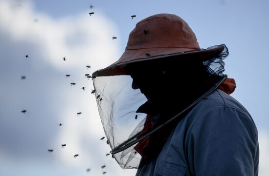 Пасека в Новгородской области
