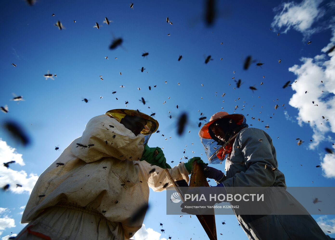 Пасека в Новгородской области