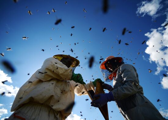 Пасека в Новгородской области