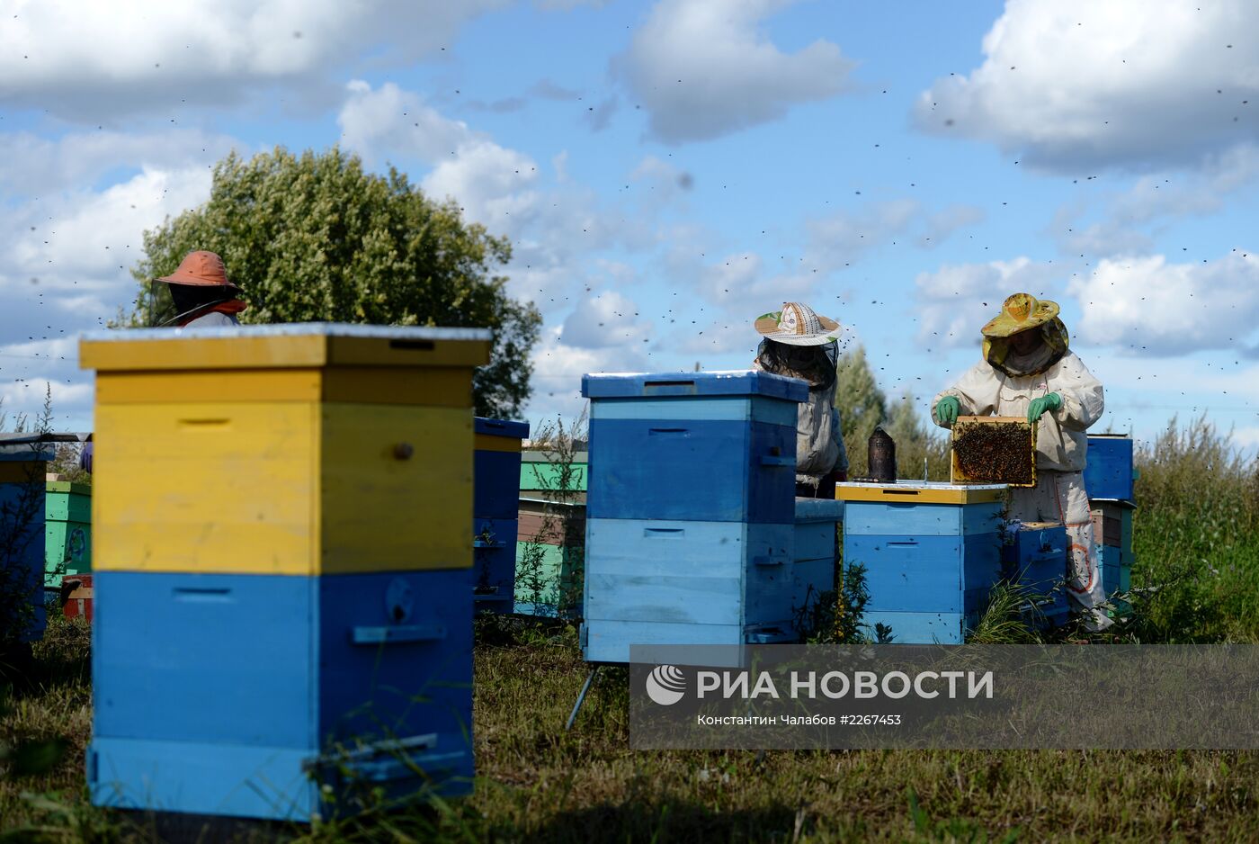 Пасека в Новгородской области