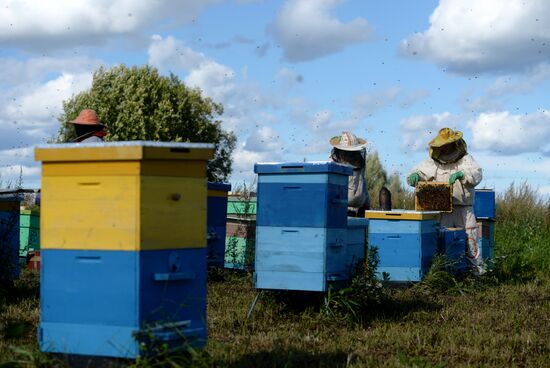 Пасека в Новгородской области
