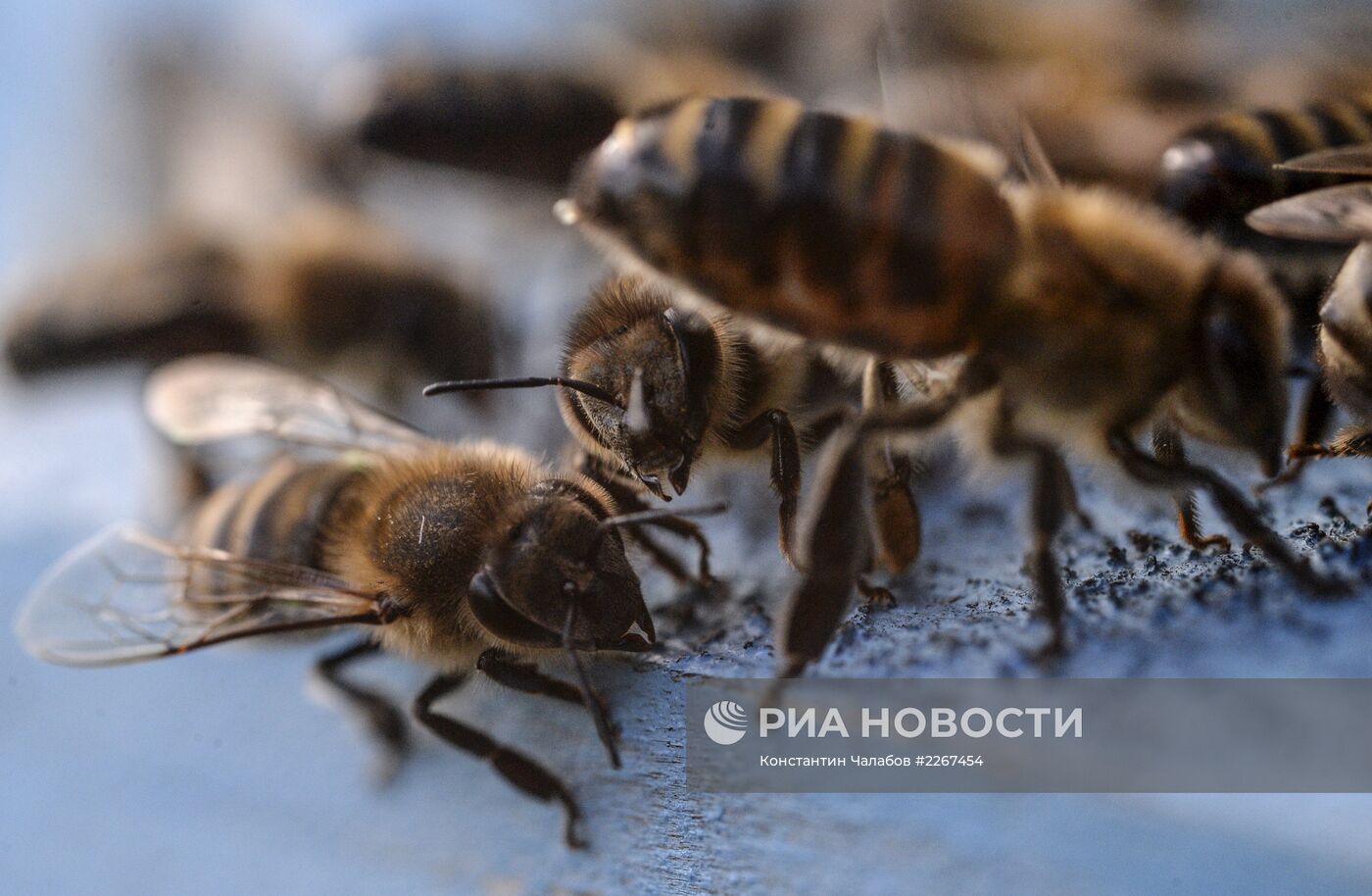 Пасека в Новгородской области