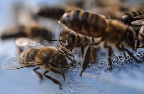 Пасека в Новгородской области