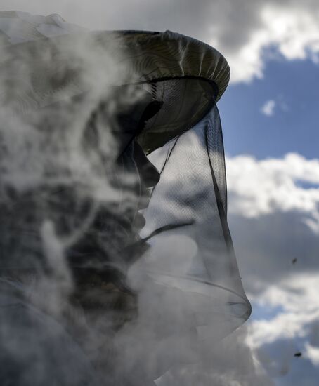 Пасека в Новгородской области