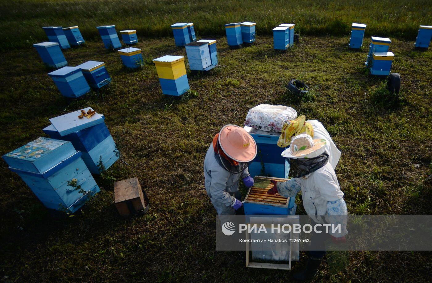 Пасека в Новгородской области