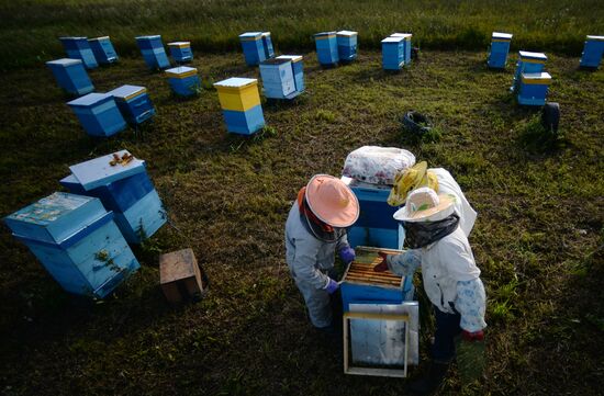 Пасека в Новгородской области