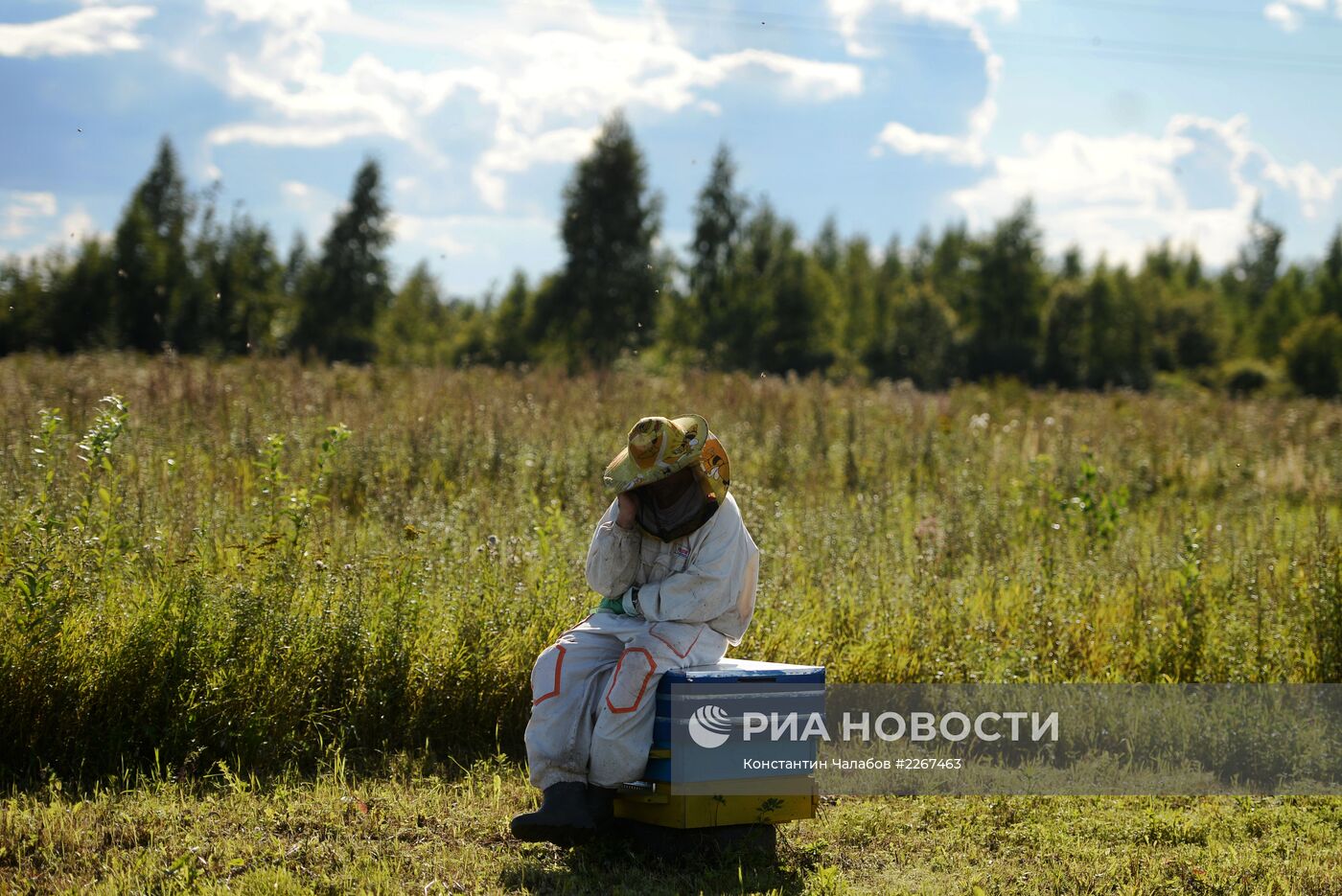 Пасека в Новгородской области