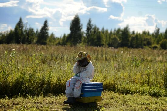 Пасека в Новгородской области