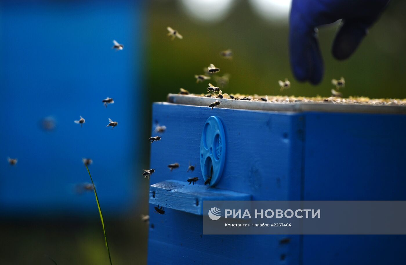 Пасека в Новгородской области