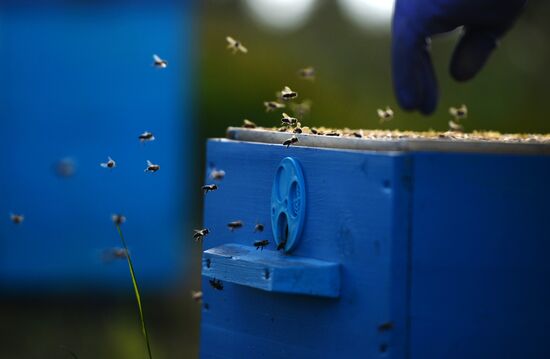 Пасека в Новгородской области