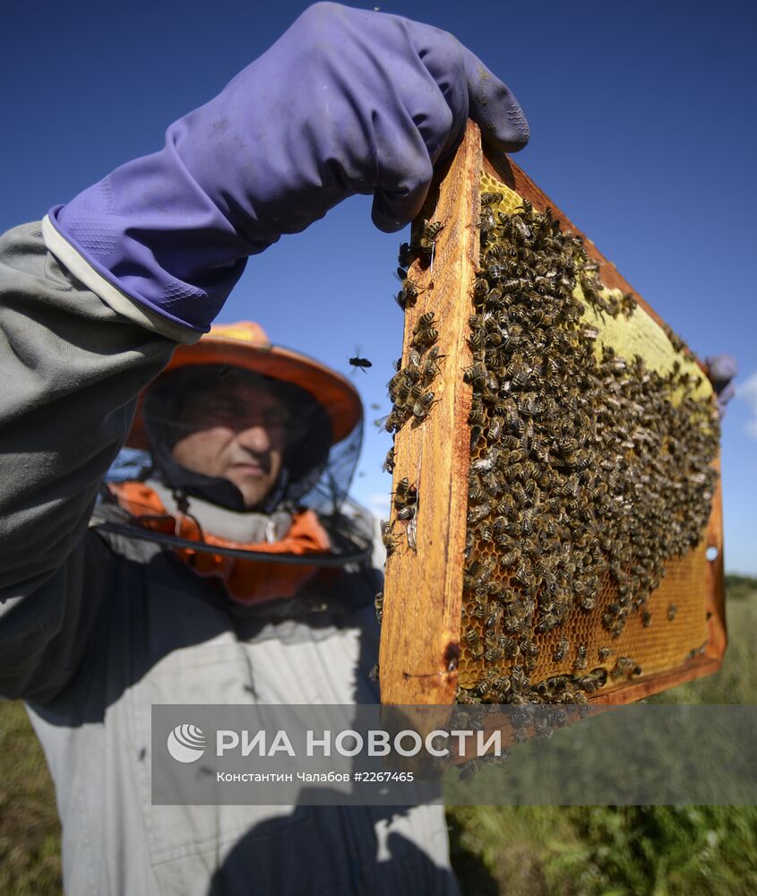 Пасека в Новгородской области