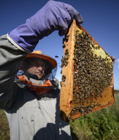 Пасека в Новгородской области
