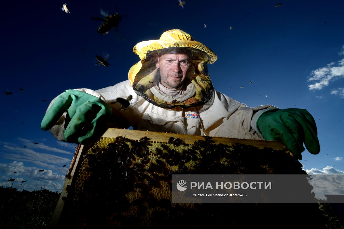 Пасека в Новгородской области