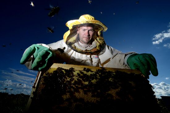 Пасека в Новгородской области