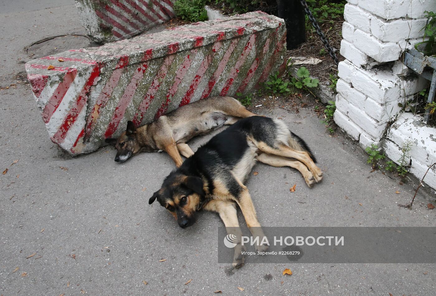 Бездомные собаки на улицах Калининграда