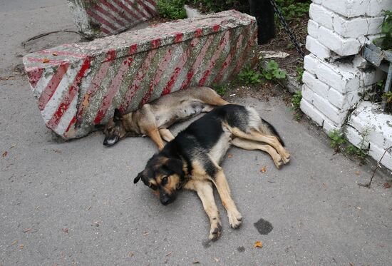 Бездомные собаки на улицах Калининграда