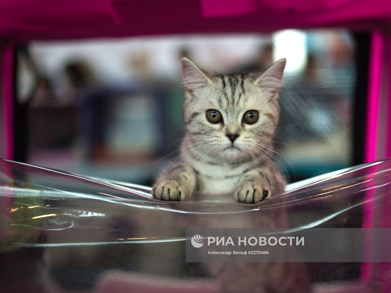 Выставка "ИнфоКот-2013"