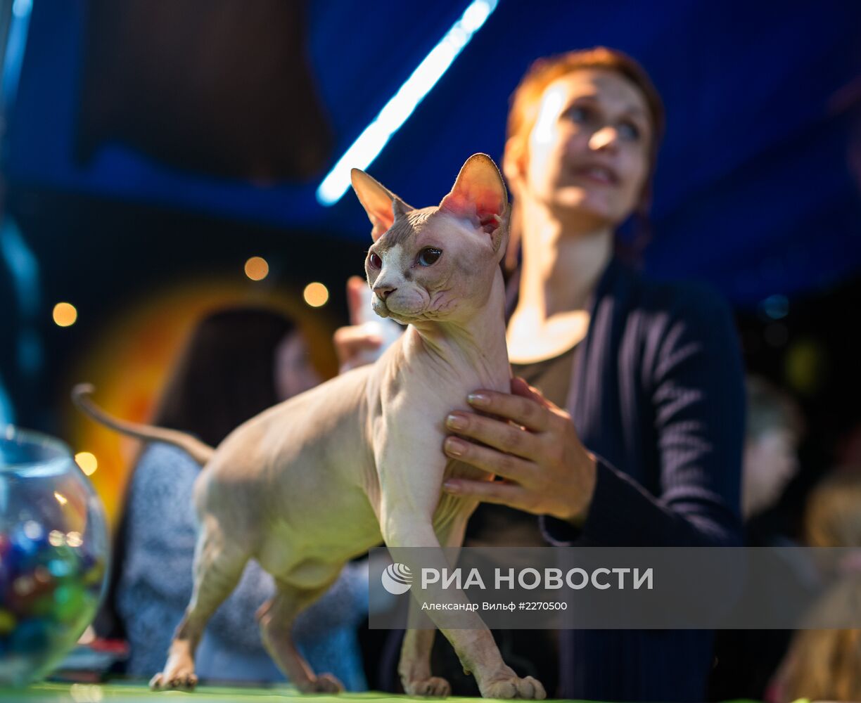 Выставка "ИнфоКот-2013"