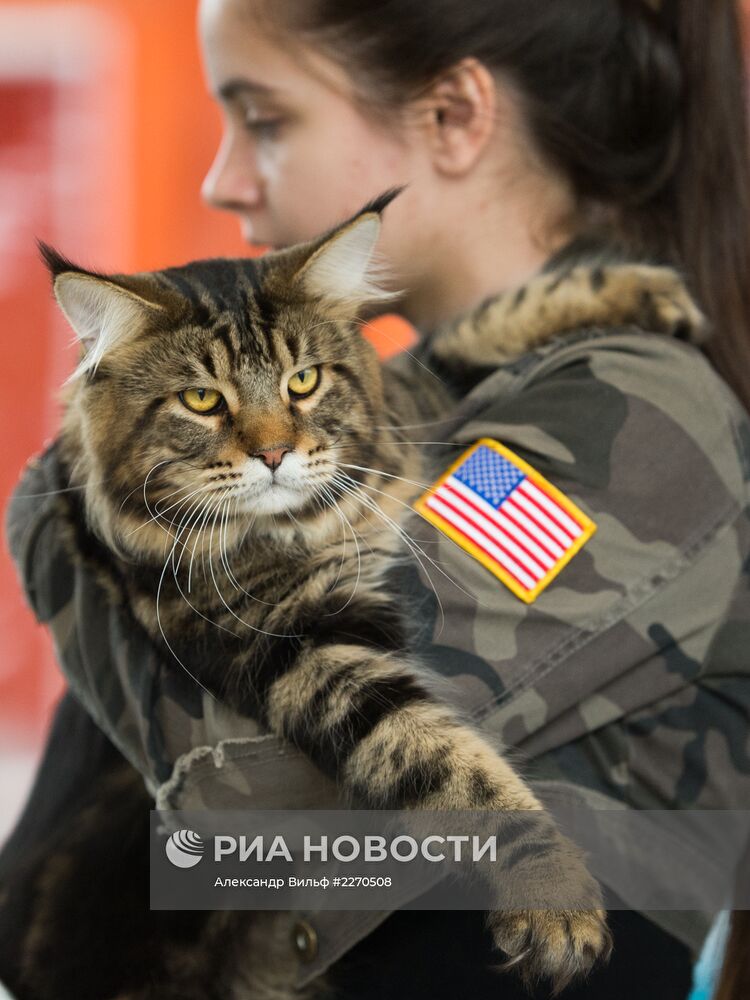 Выставка "ИнфоКот-2013"
