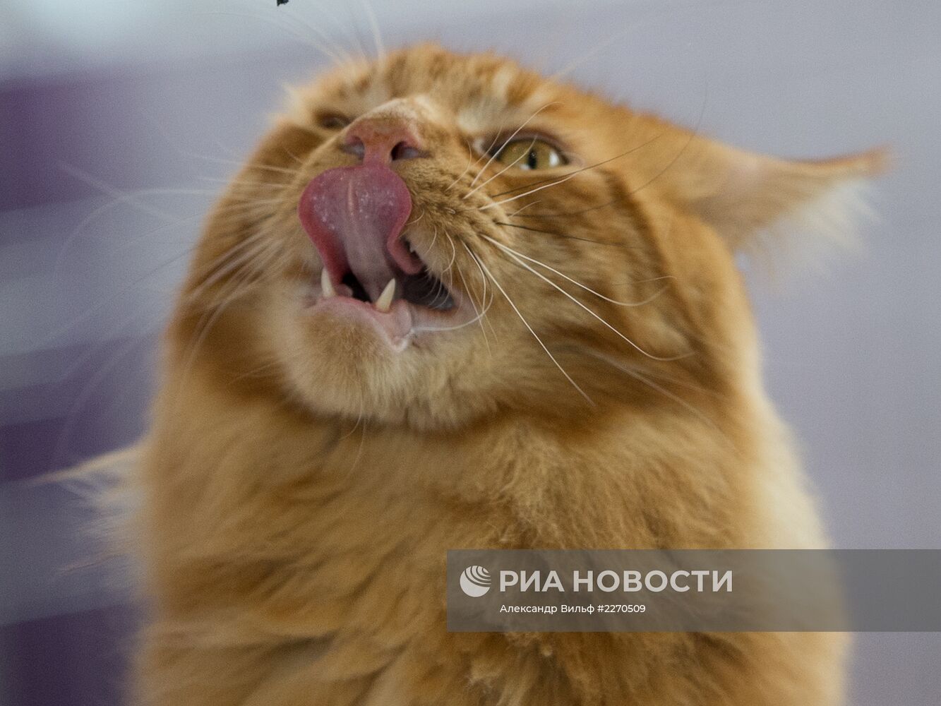 Выставка "ИнфоКот-2013"