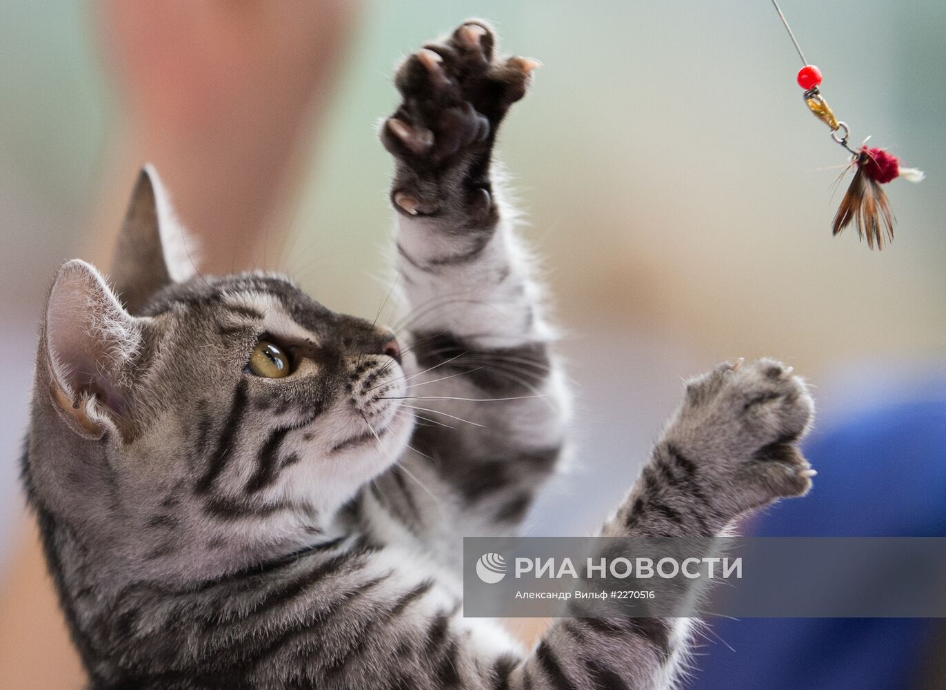 Выставка "ИнфоКот-2013"