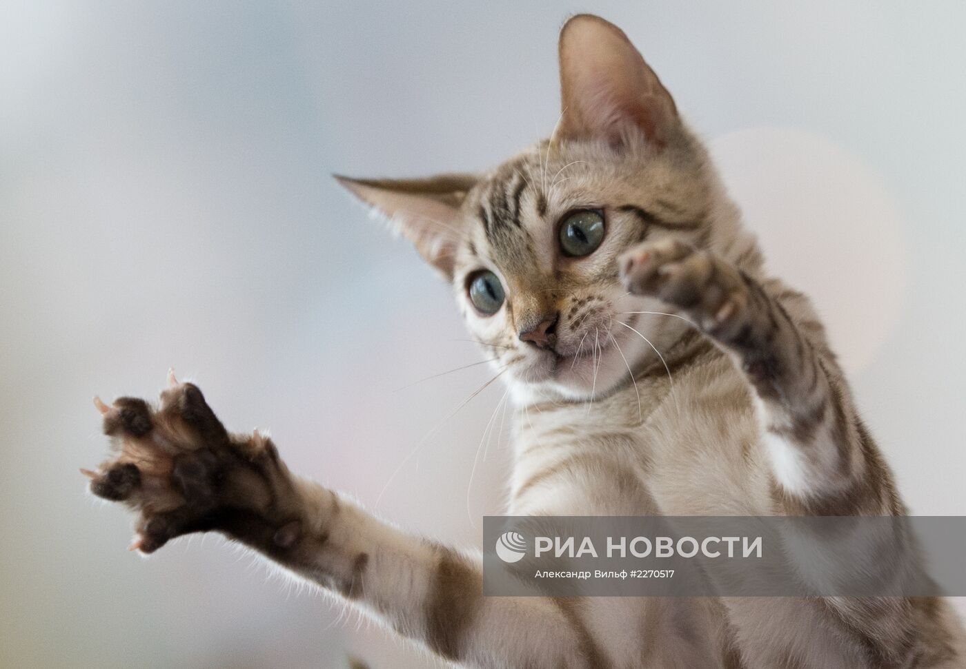 Выставка "ИнфоКот-2013"