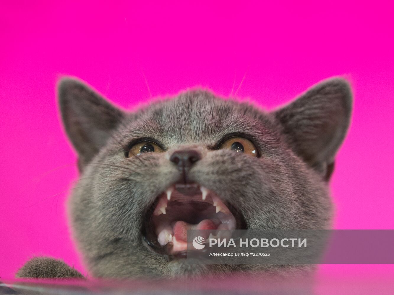 Выставка "ИнфоКот-2013"