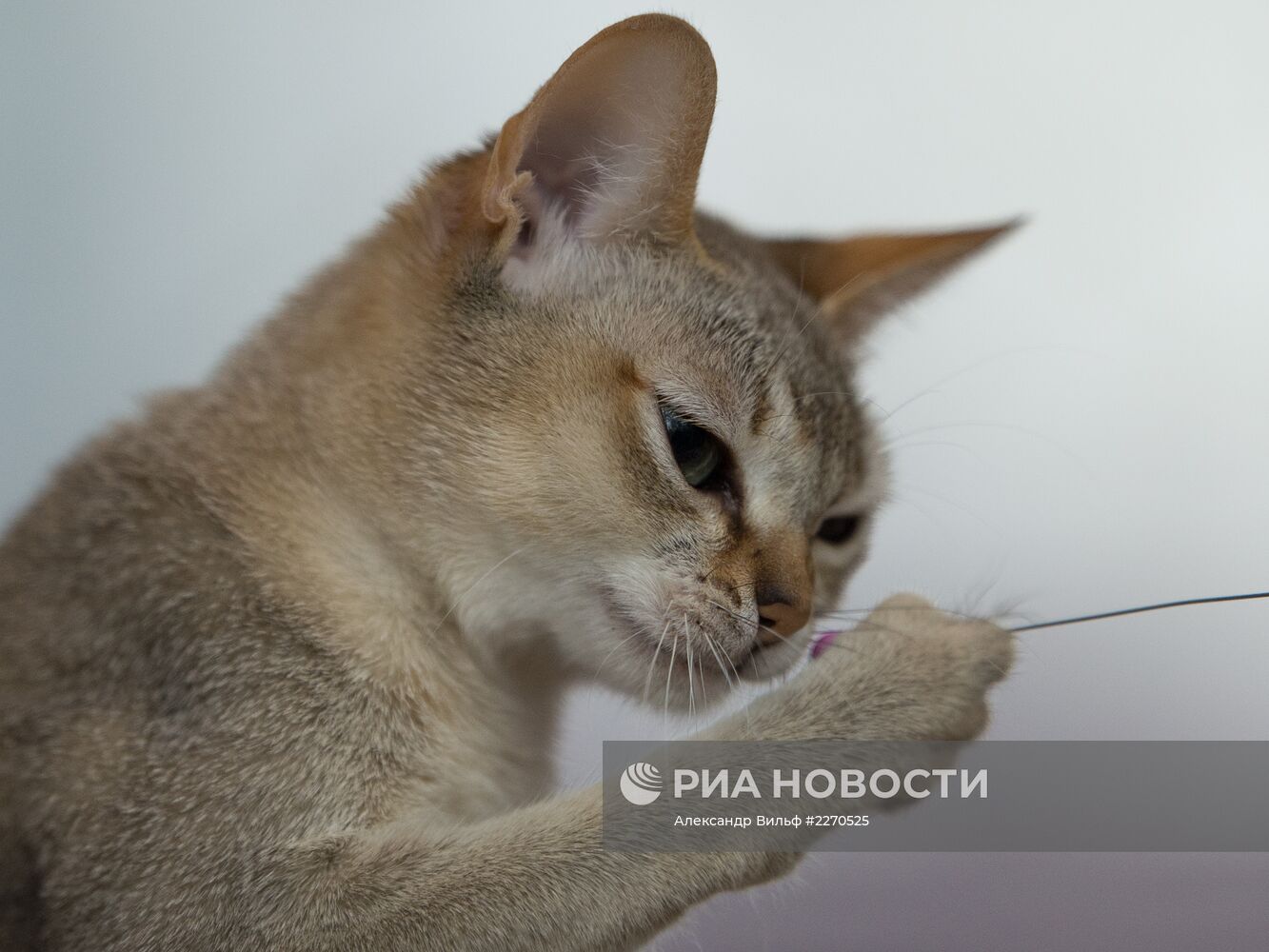 Выставка "ИнфоКот-2013"